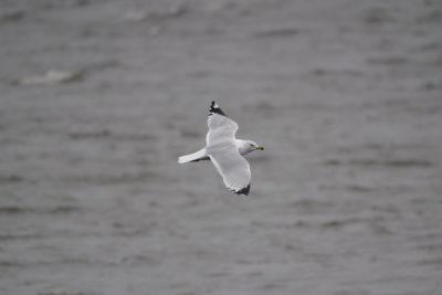 Ring-billed Gull in flight