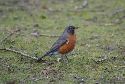 American Robin