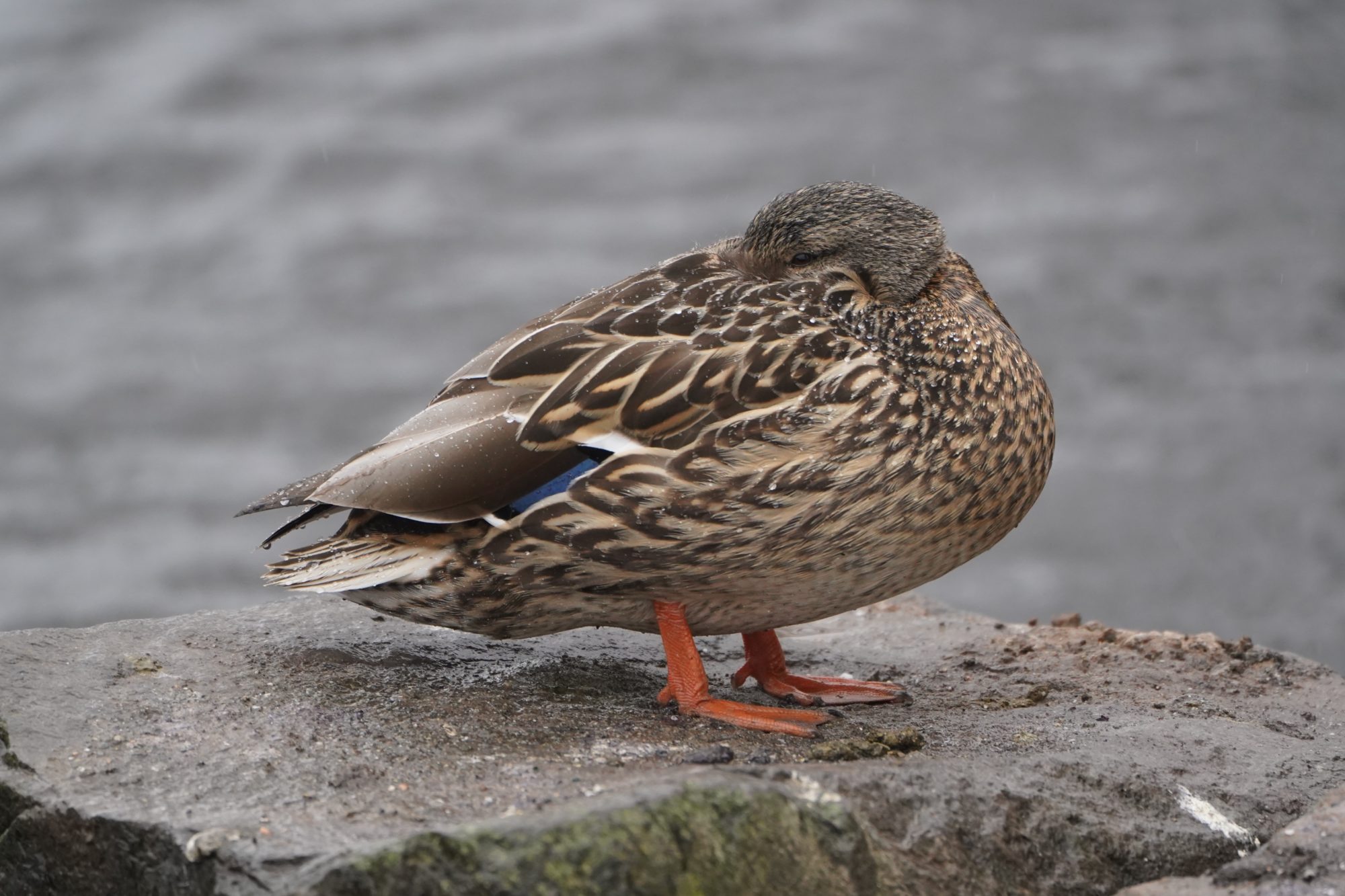 Mallard Duck, female