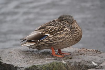 Mallard Duck, female