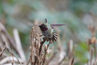 Anna's Hummingbird