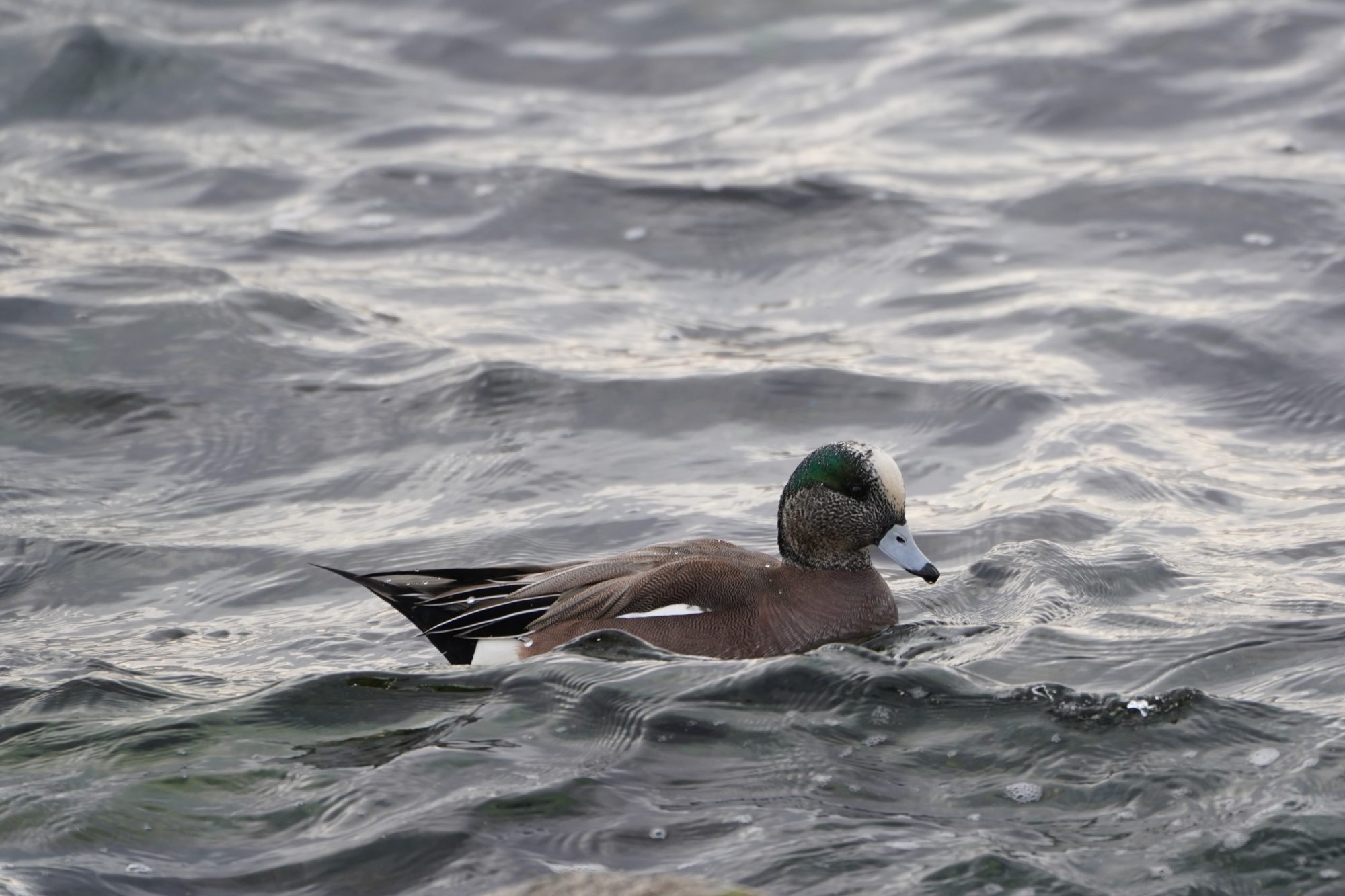 American Wigeon