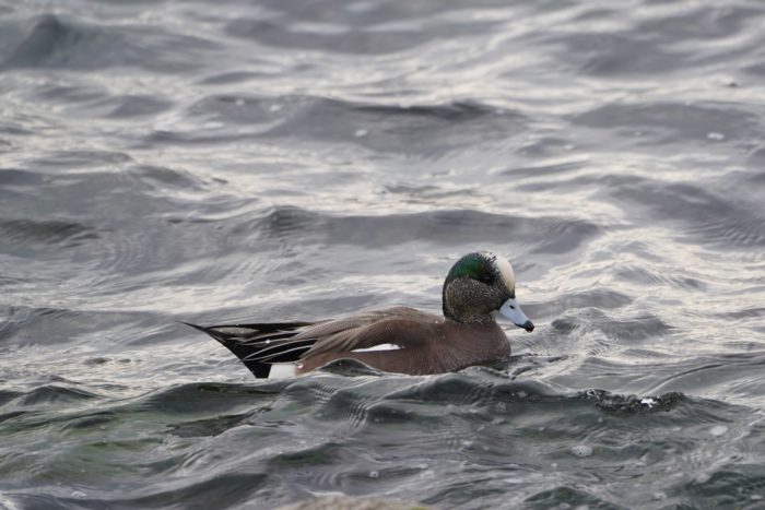 American Wigeon