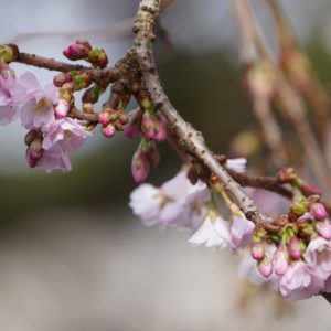 Pink flowers