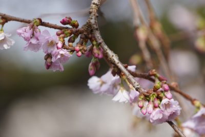 Pink flowers