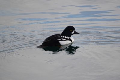 Barrow's Goldeneye