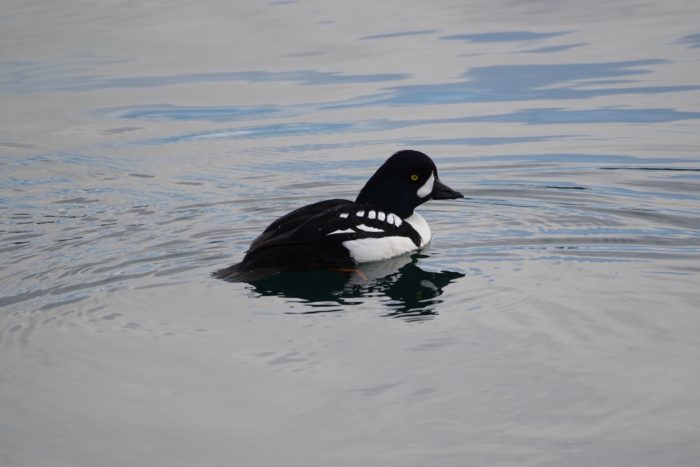 Barrow's Goldeneye