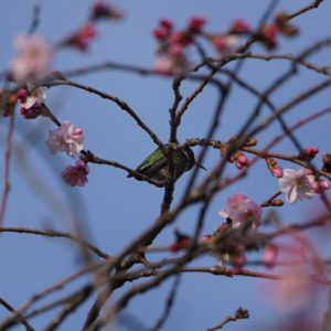 Anna's Hummingbird