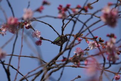 Anna's Hummingbird
