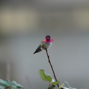 Anna's Hummingbird