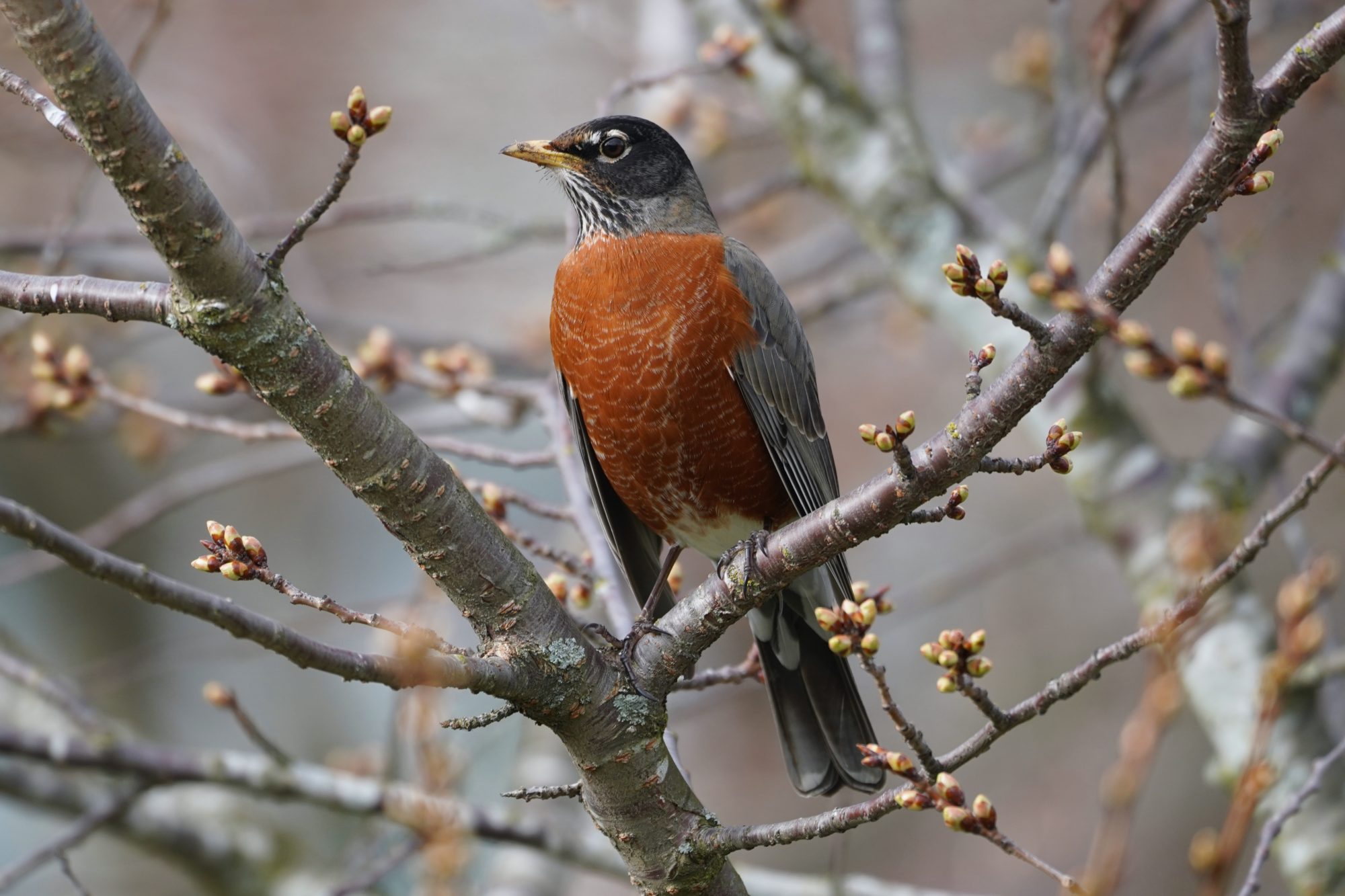 American Robin