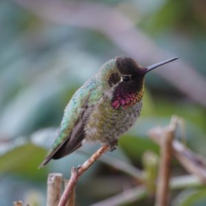 Anna's Hummingbird, male