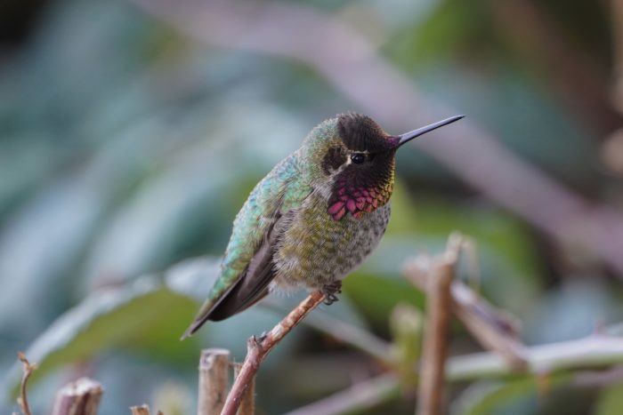 Anna's Hummingbird, male