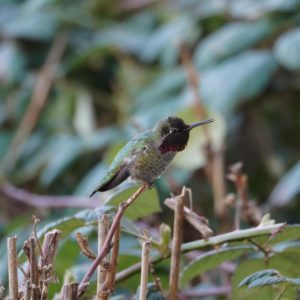 Anna's Hummingbird