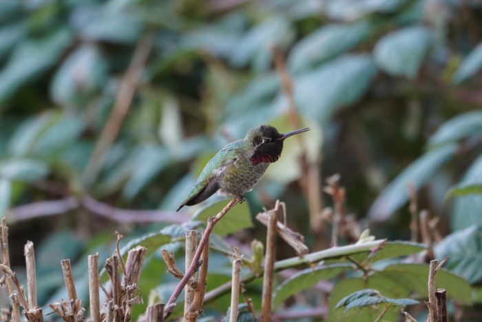 Anna's Hummingbird