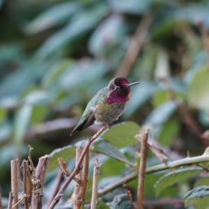 Anna's Hummingbird