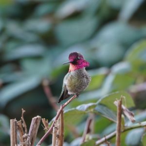 Anna's Hummingbird