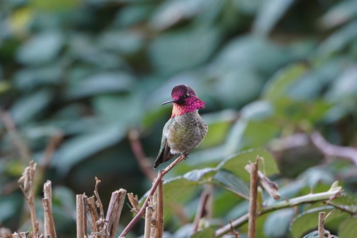 Anna's Hummingbird