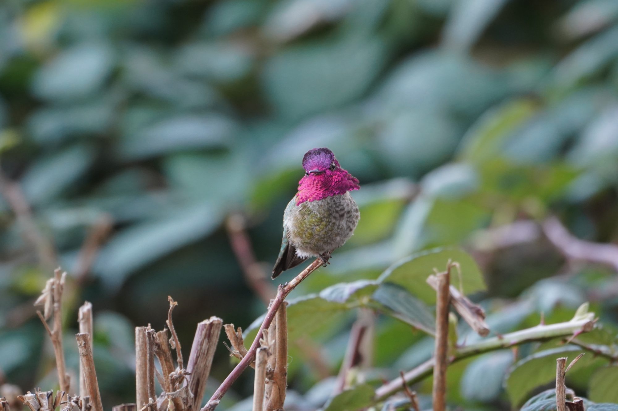 Anna's Hummingbird