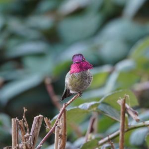 Anna's Hummingbird