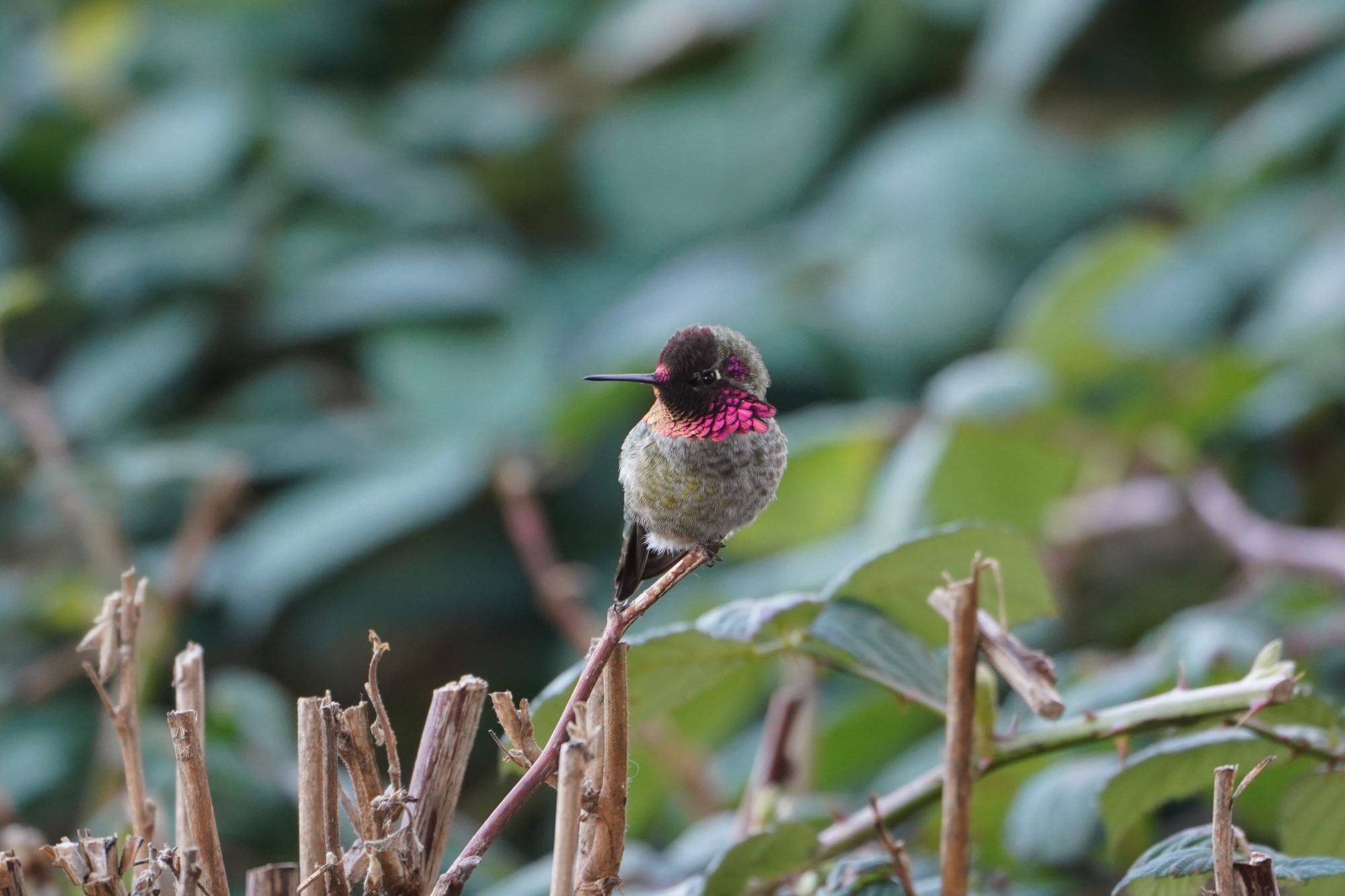 Anna's Hummingbird