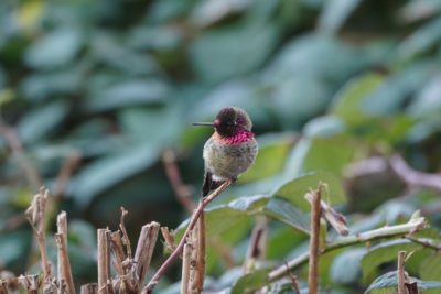 Anna's Hummingbird