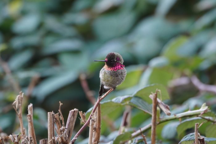 Anna's Hummingbird