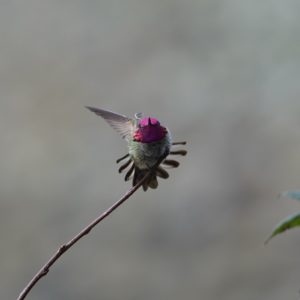 Anna's Hummingbird