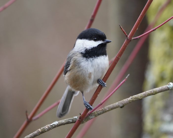 Black-capped Chickadee