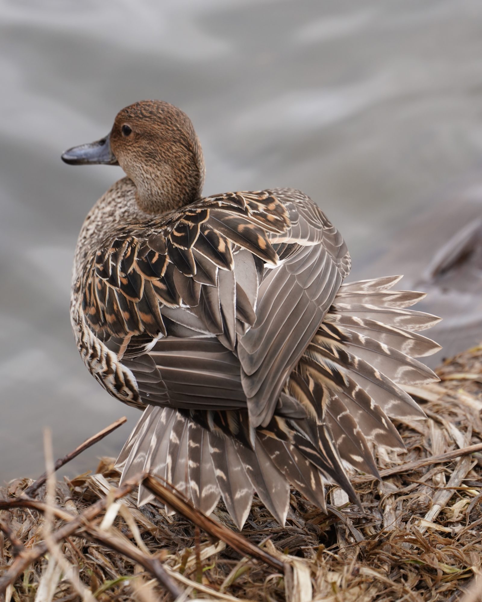 Northern Pintail, female