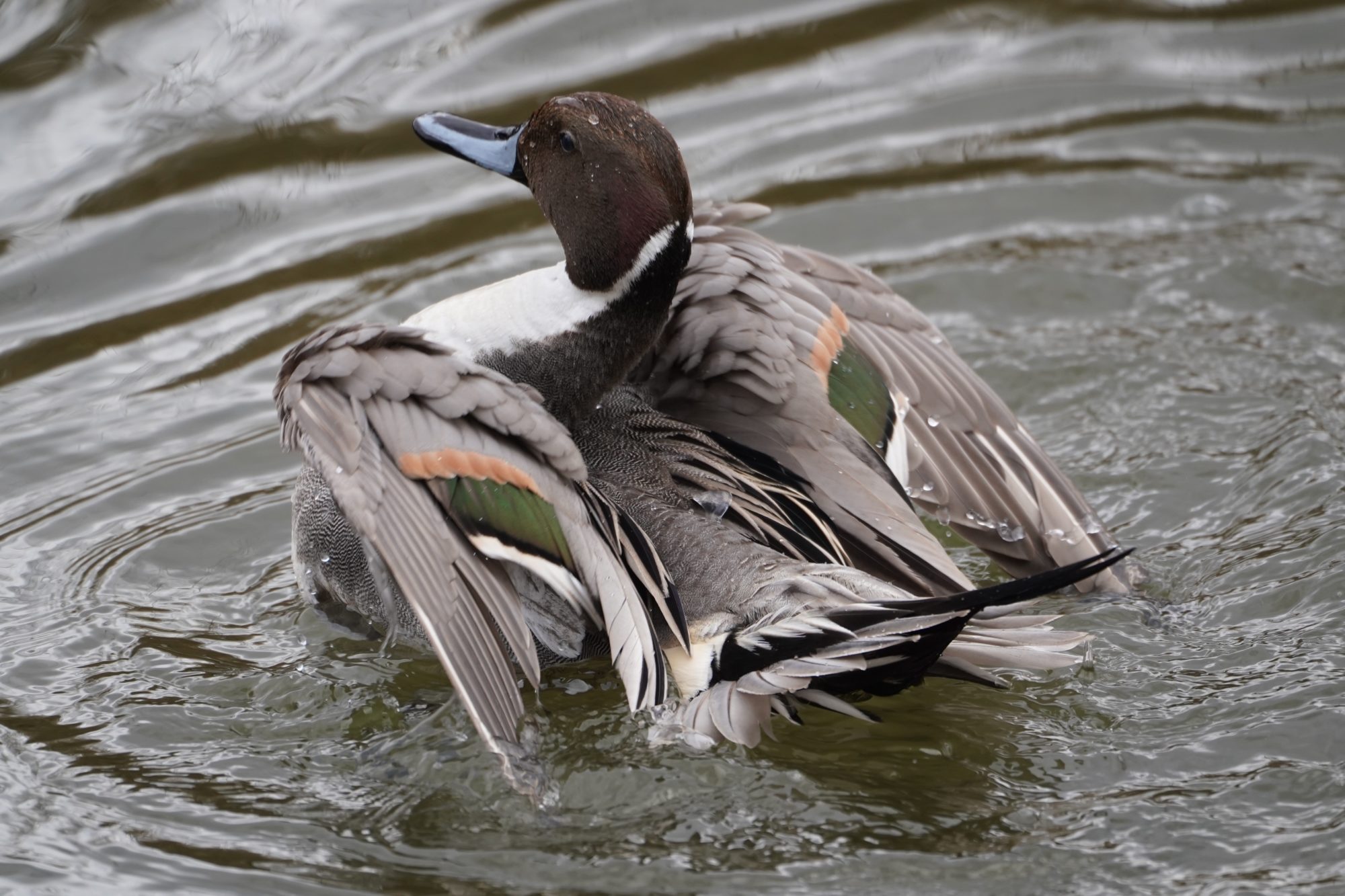 Northern Pintail