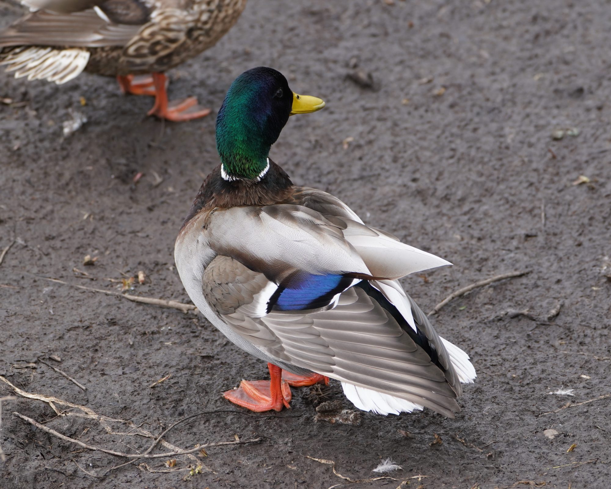 Mallard Duck