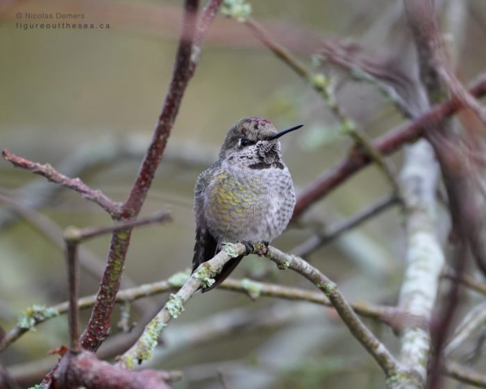 Anna's Hummingbird
