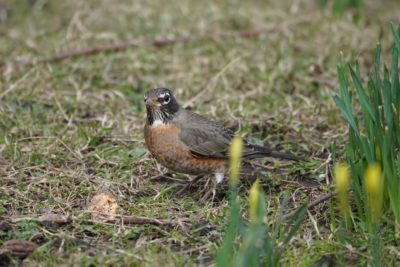 American Robin