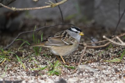 White-crowned Sparrow