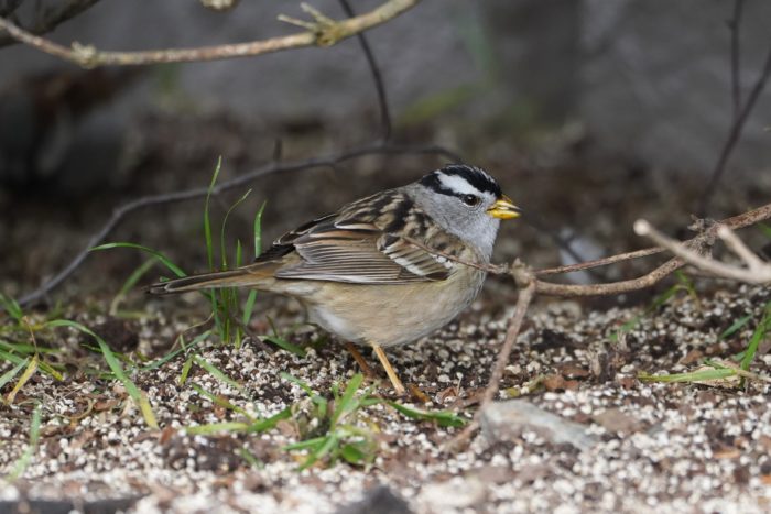 White-crowned Sparrow