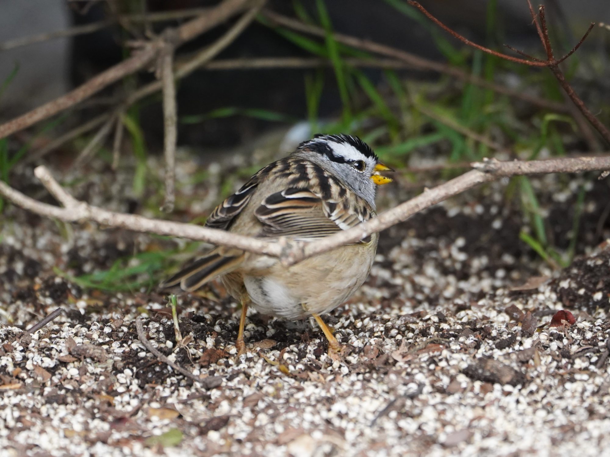 White-crowned Sparrow