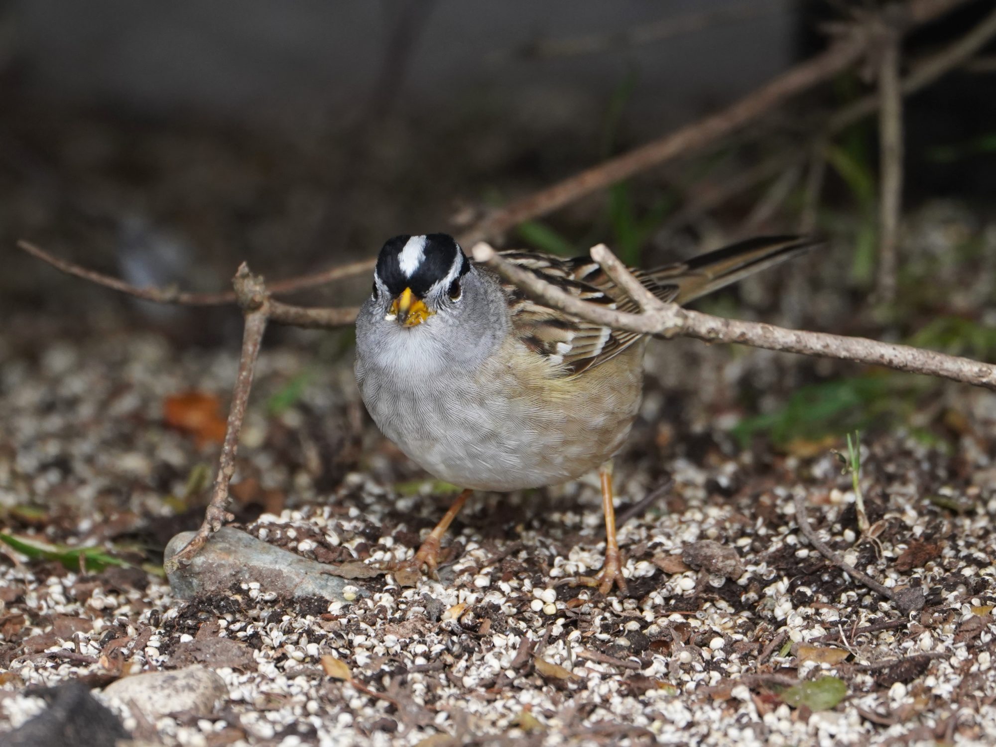White-crowned Sparrow