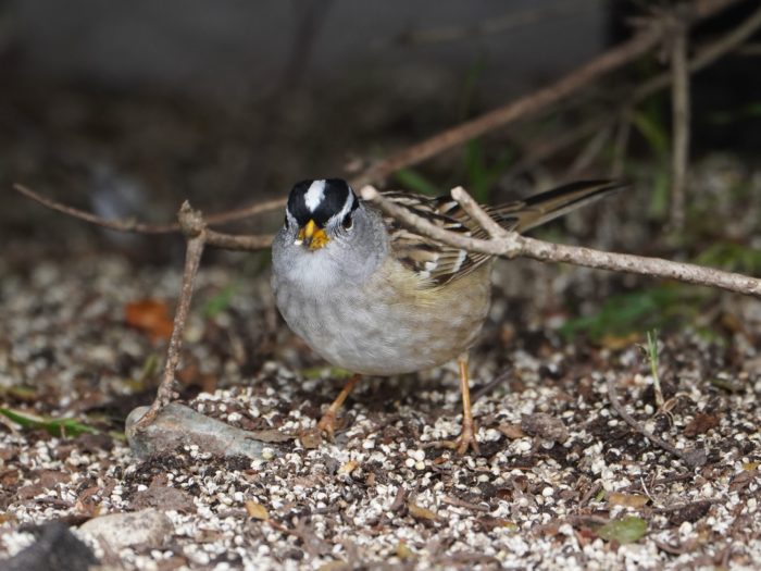 White-crowned Sparrow