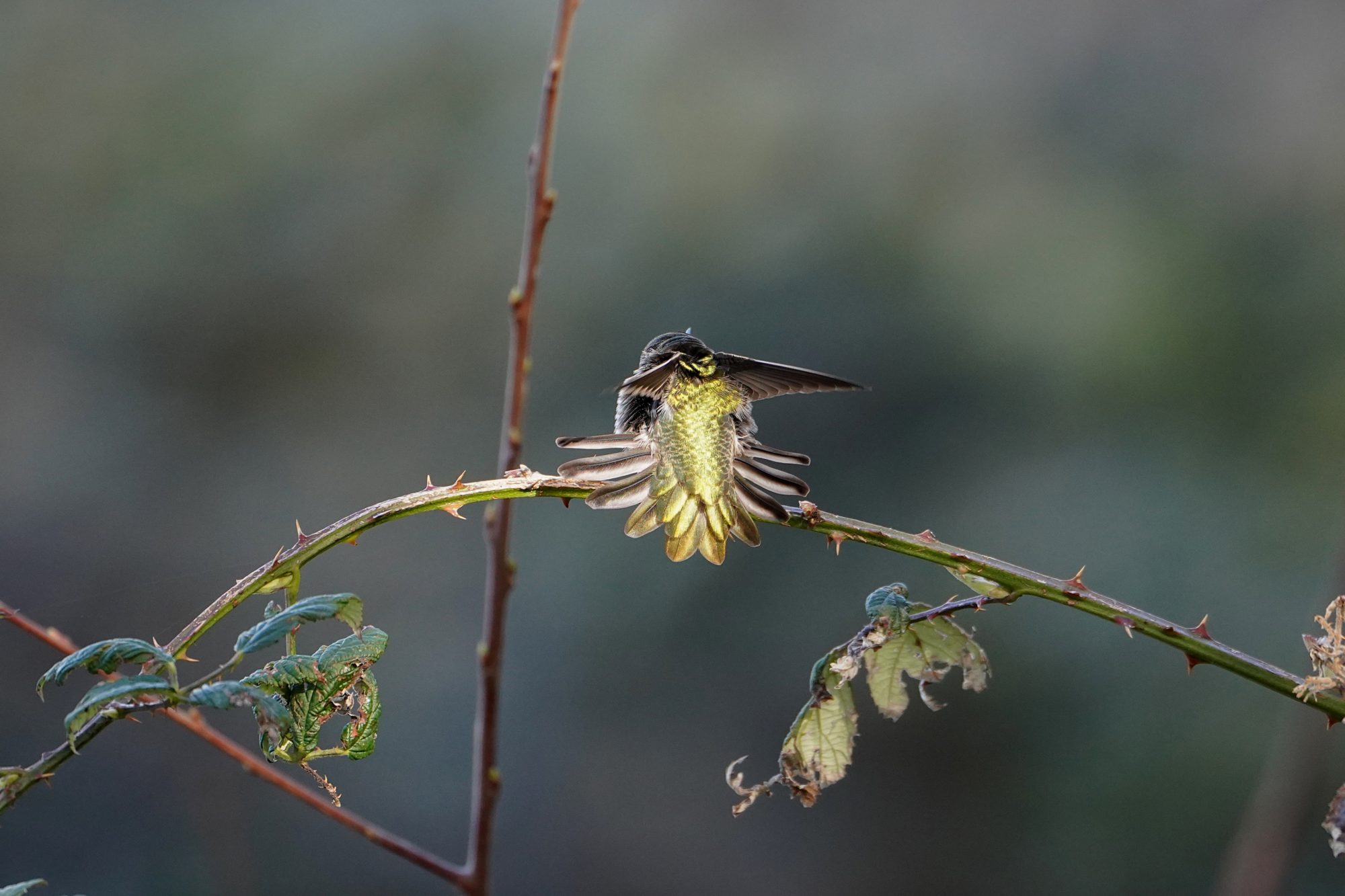 Anna's Hummingbird
