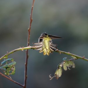 Anna's Hummingbird