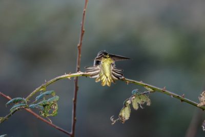 Anna's Hummingbird