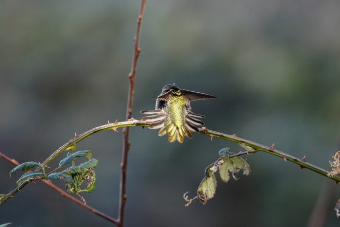 Anna's Hummingbird