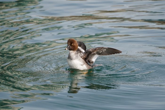 Common Goldeneye