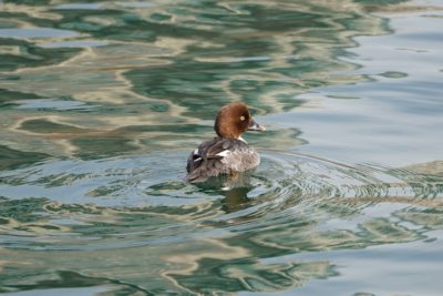Common Goldeneye