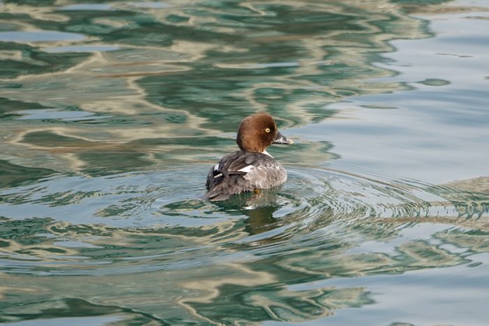 Common Goldeneye