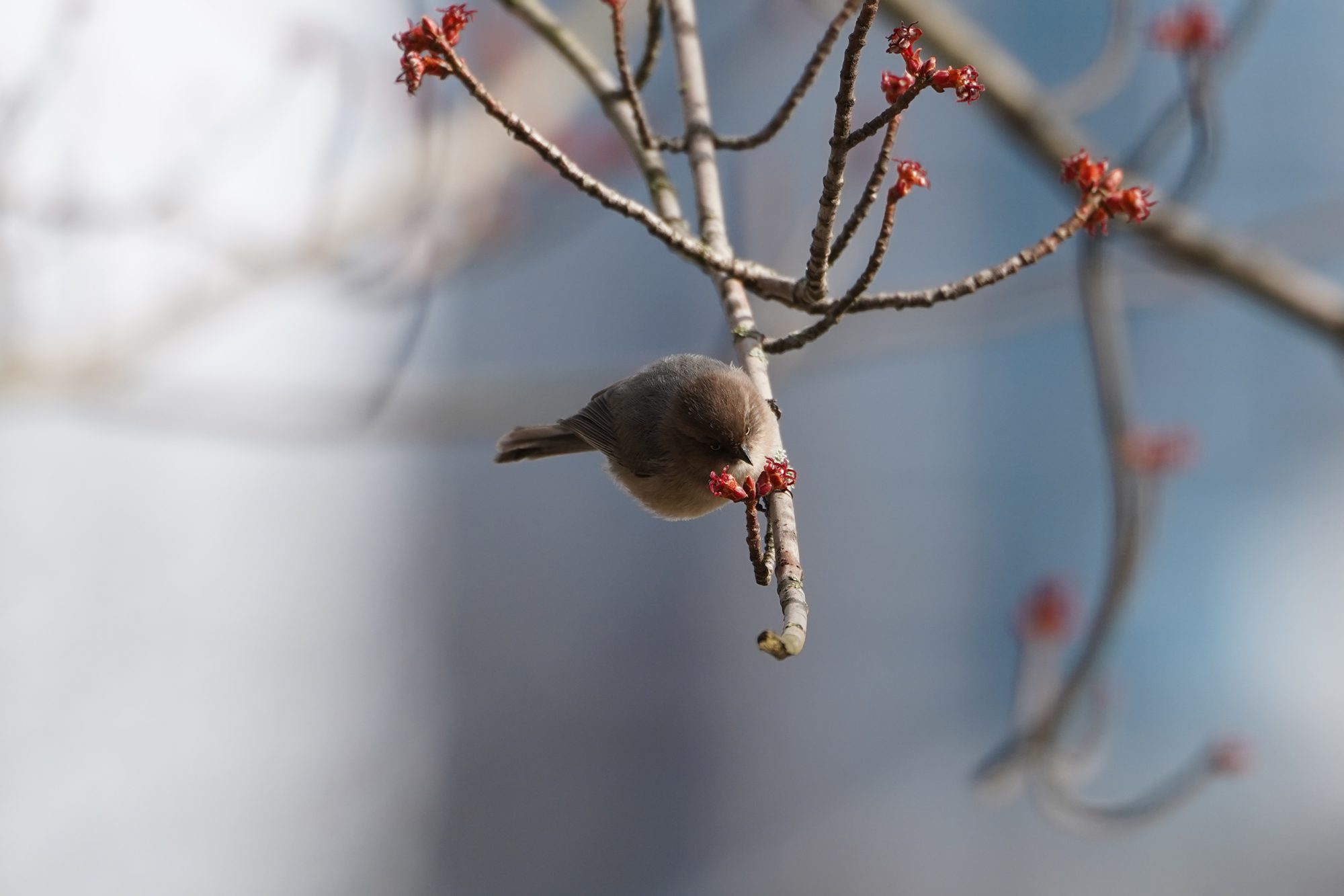 American Bushtit