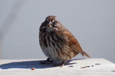 Song Sparrow