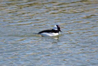 Bufflehead, male