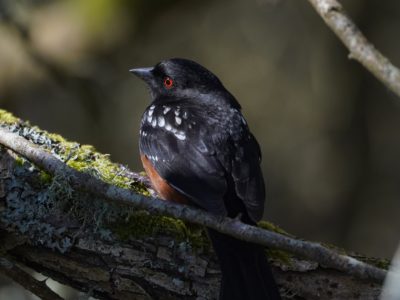 Spotted Towhee